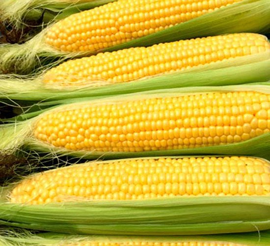 Sweet Corn 550X500